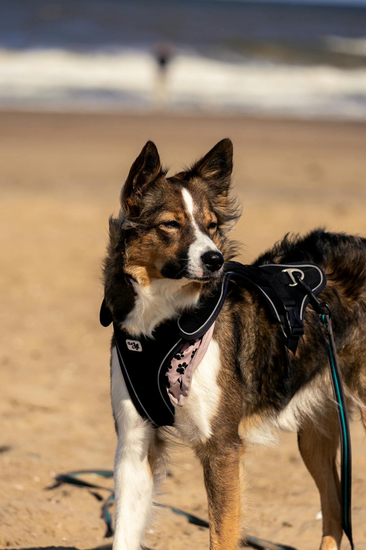 Harness