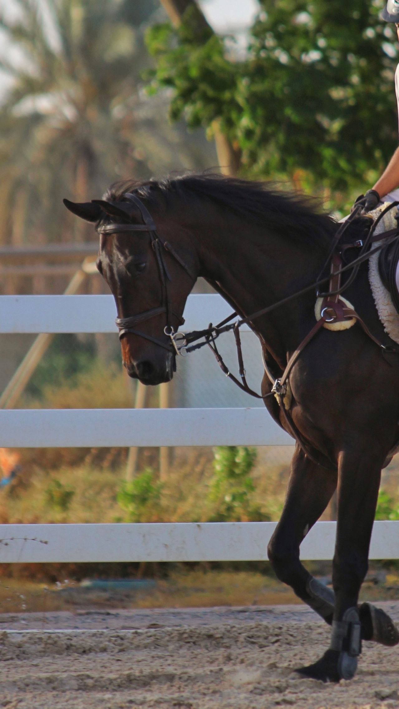 Reins