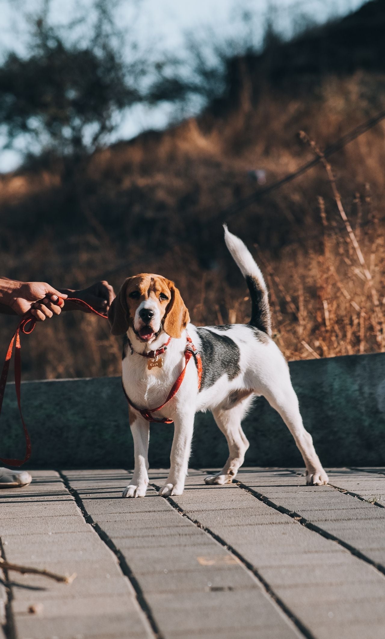Leashes