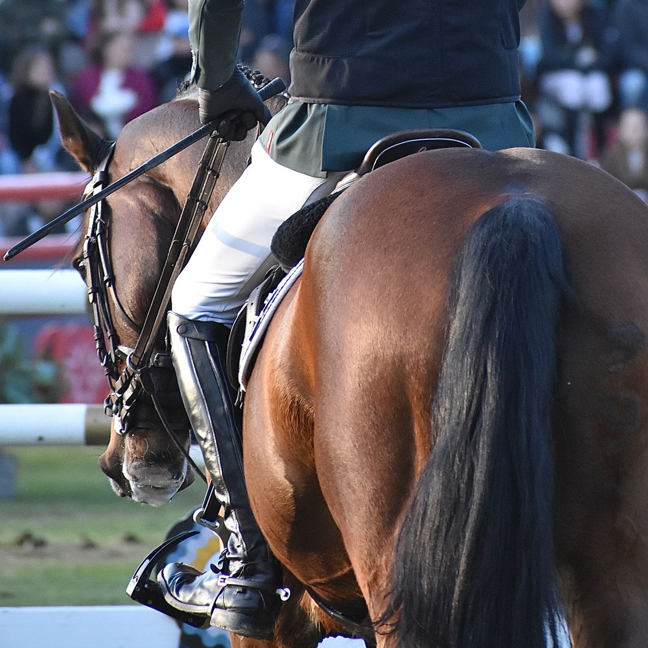 Breastplates & Martingales