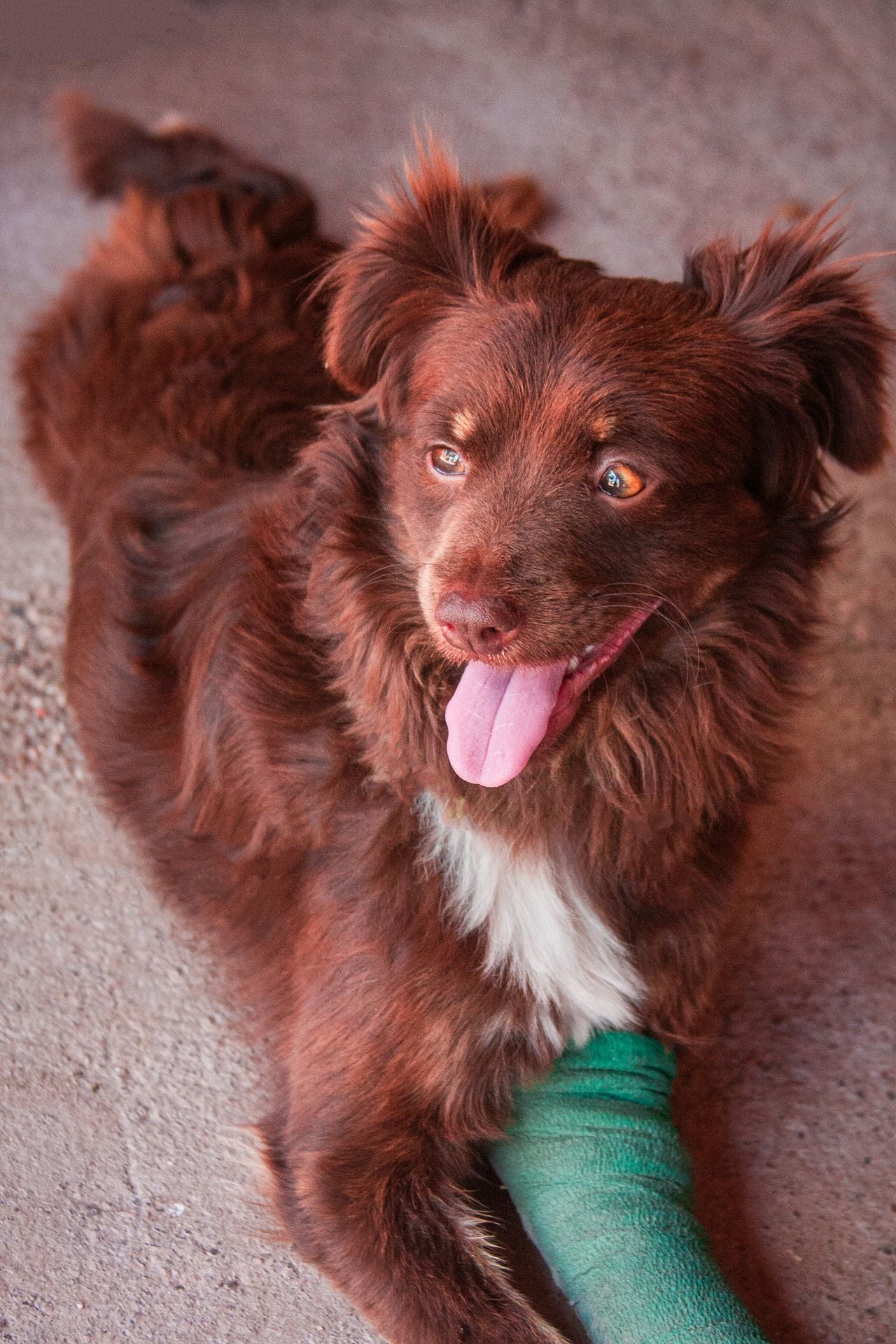 Dog Bandages