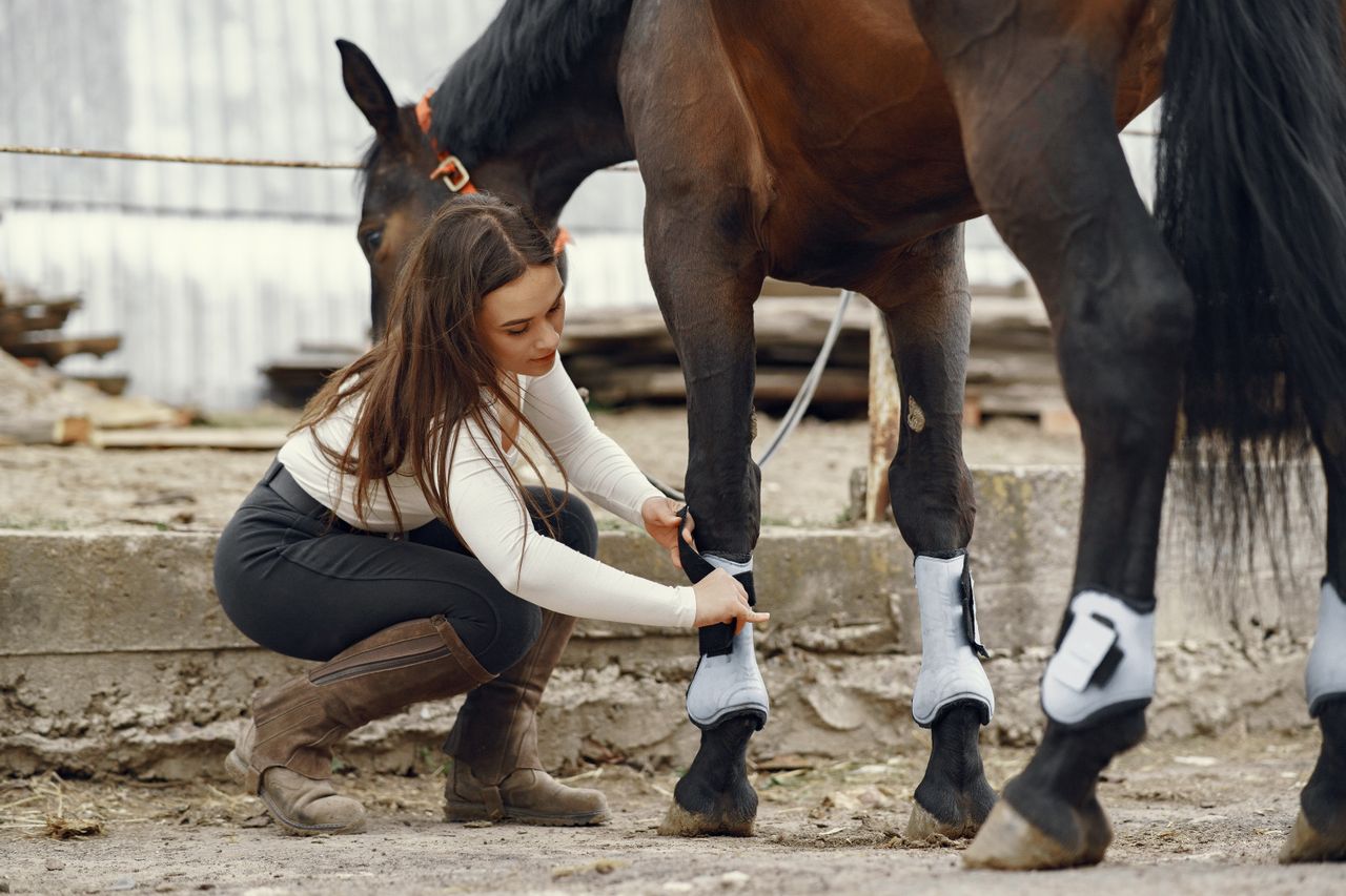 Horse Bandages