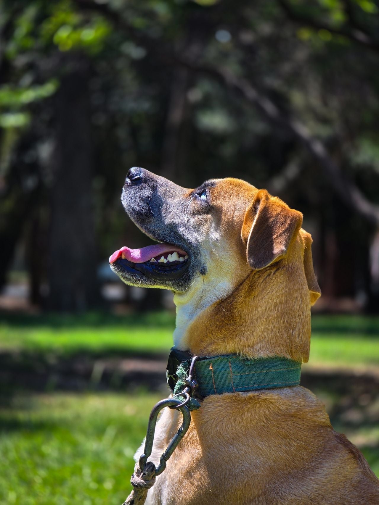 Dog Collars