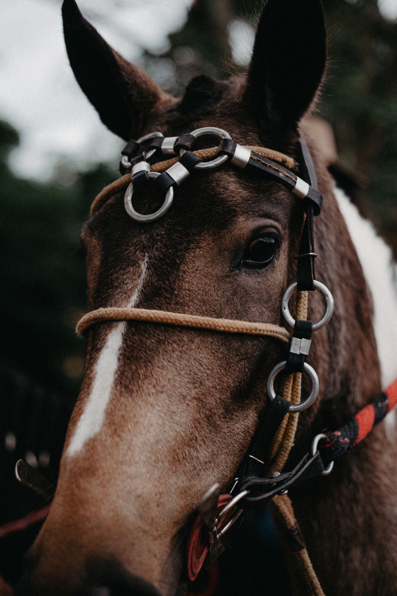 Browbands