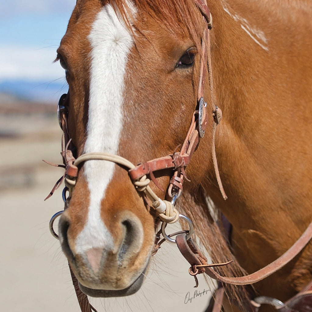Liberty Rope Bitless Bridle – Premium Buffalo Leather Bitless Horse Bridle with Pressure-Release Rope Noseband
