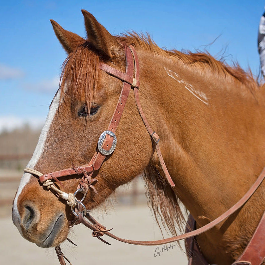 Liberty Rope Bitless Bridle – Premium Buffalo Leather Bitless Horse Bridle with Pressure-Release Rope Noseband
