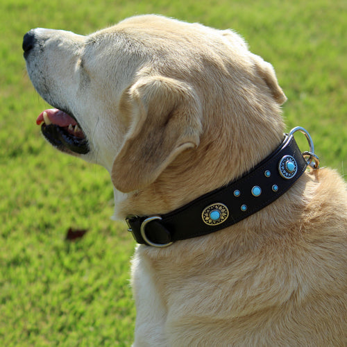 Decorative Genuine Leather Dog Collar with Turquoise Conchos – Padded Handmade Collar for Dogs