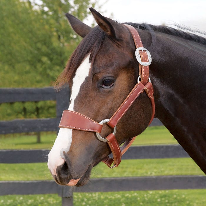 Premium Western Leather Horse Halter – Contoured Adjustable Headcollar with Floral Brass Hardware