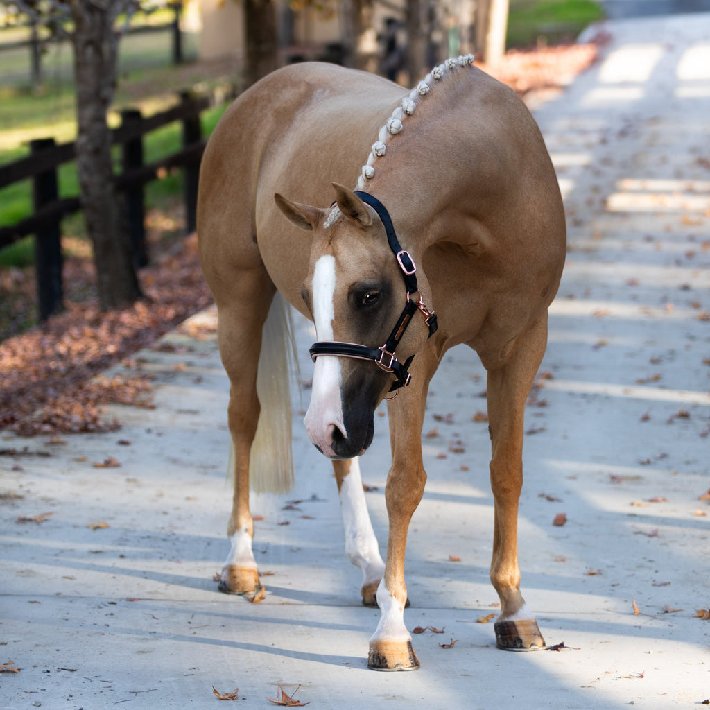 Luxury Rose Gold Leather Horse Halter – Anatomical Padded Headcollar with Premium Hardware & Nameplate