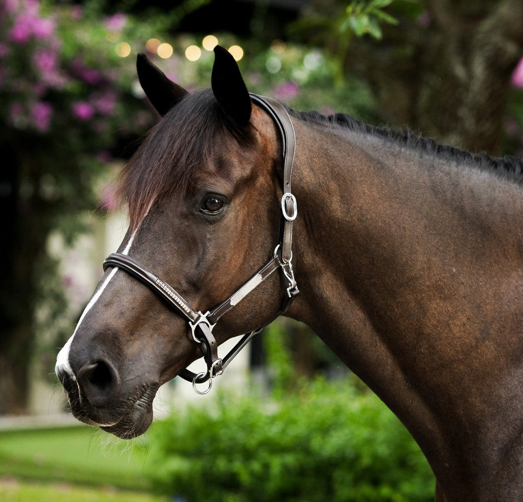 Premium Clincher Leather Horse Halter – Anatomical Padded Headcollar with Solid Brass Hardware