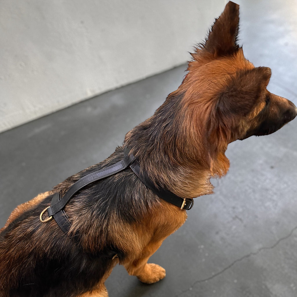 Premium Genuine Leather Dog Harness – Adjustable Padded Harness with Solid Brass Hardware