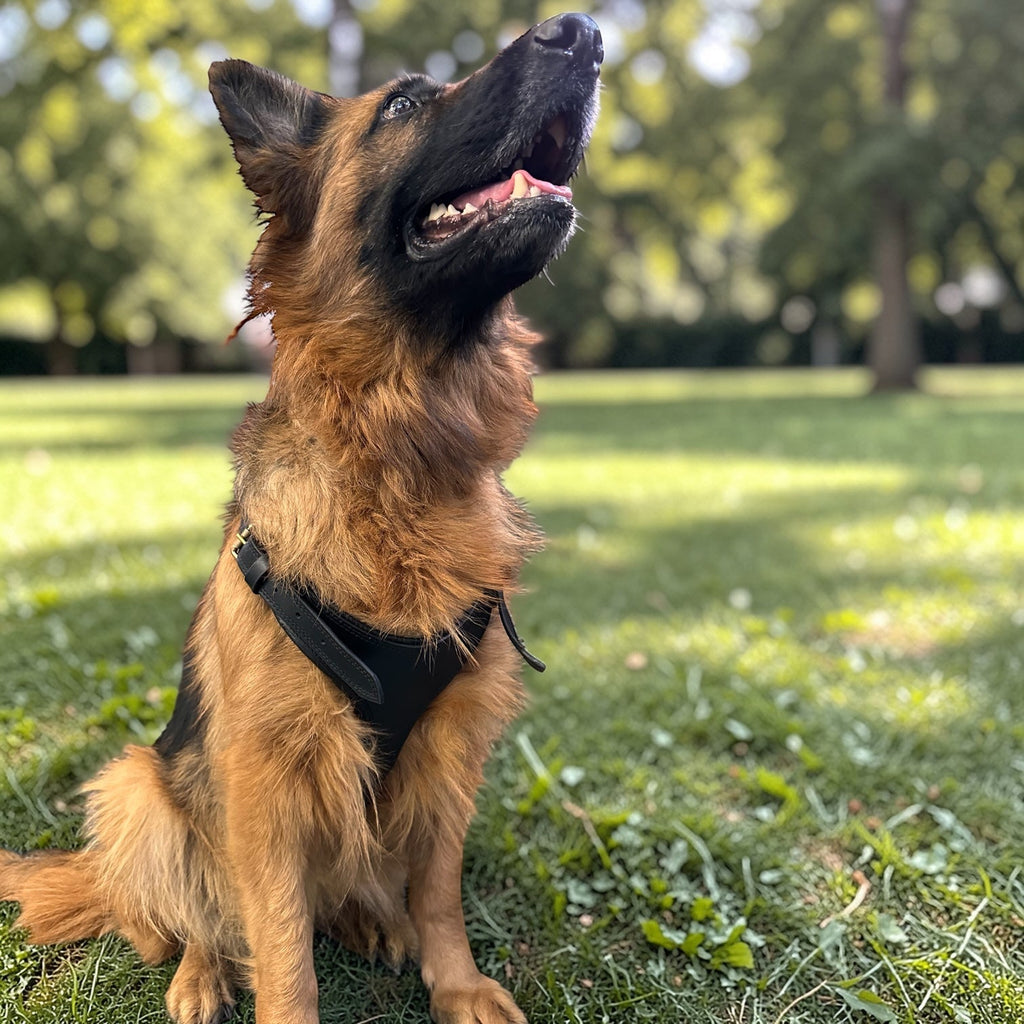 Premium Genuine Leather Dog Harness – Adjustable Padded Harness with Solid Brass Hardware
