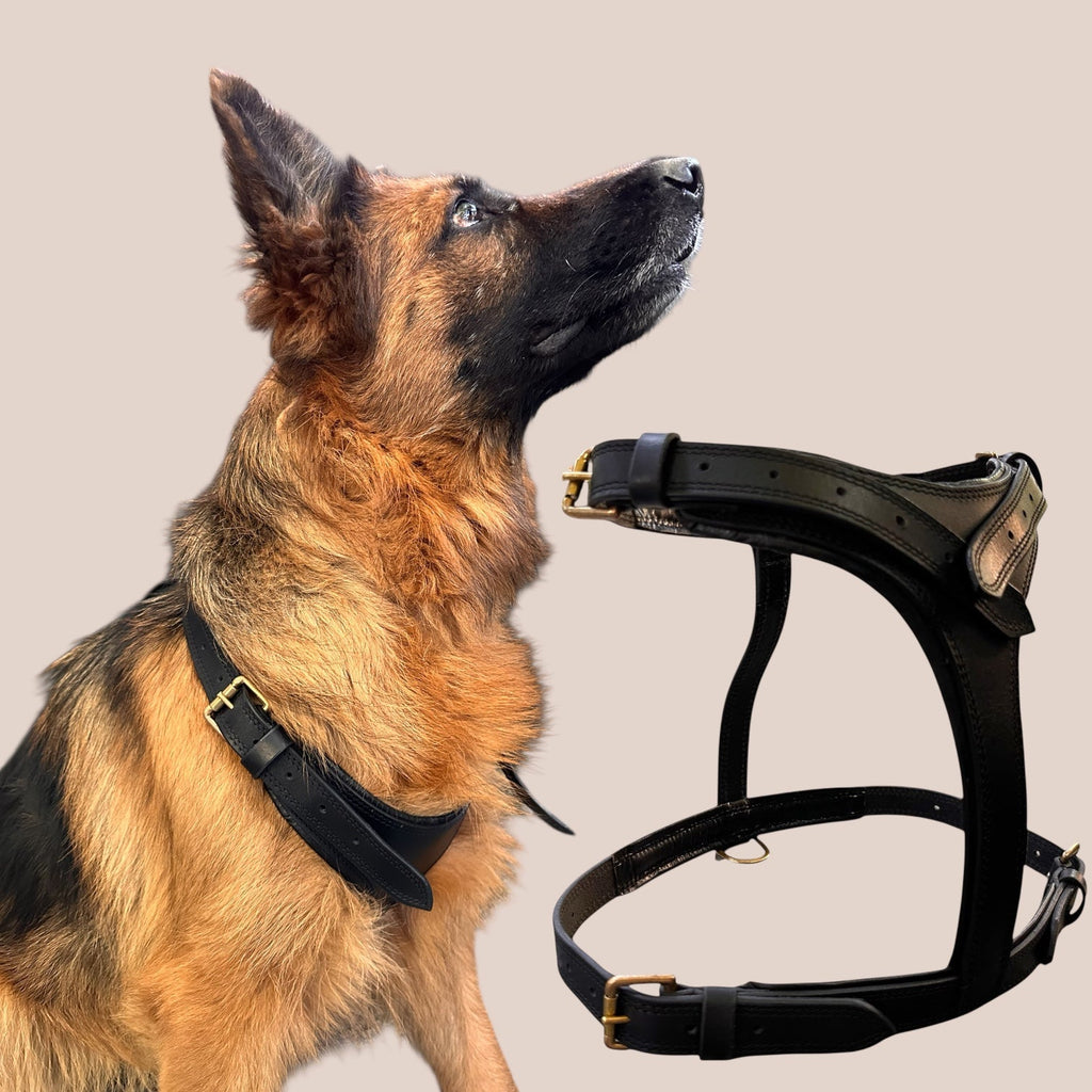 Premium Genuine Leather Dog Harness – Adjustable Padded Harness with Solid Brass Hardware