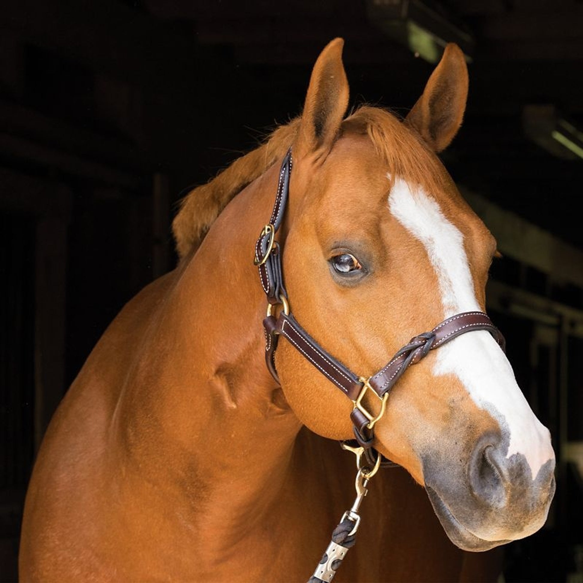 Hide Threads Tack Twisted Heritage Leather Horse Halter – Premium Genuine Leather Headcollar with Solid Brass Hardware