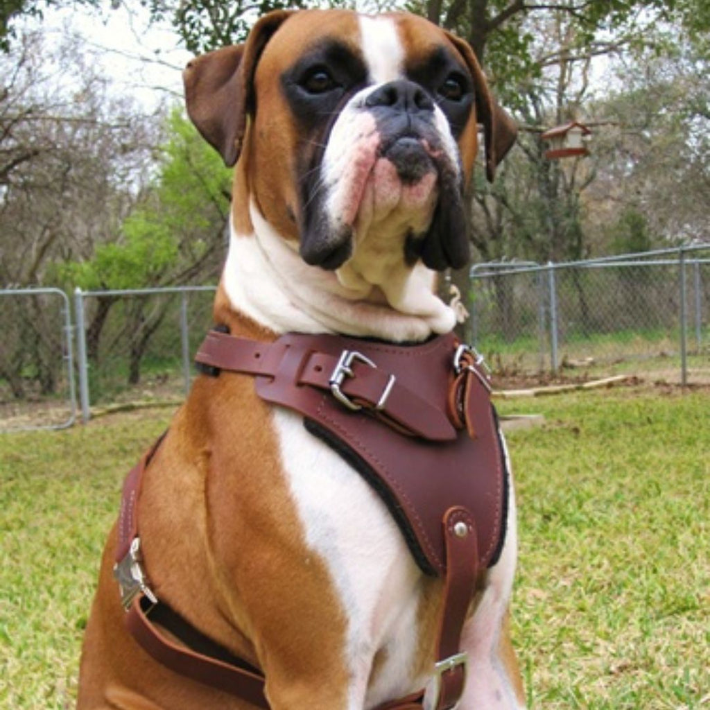 Professional Heavy-Duty Leather Dog Harness with Control Handle – Adjustable Full-Grain Leather Harness