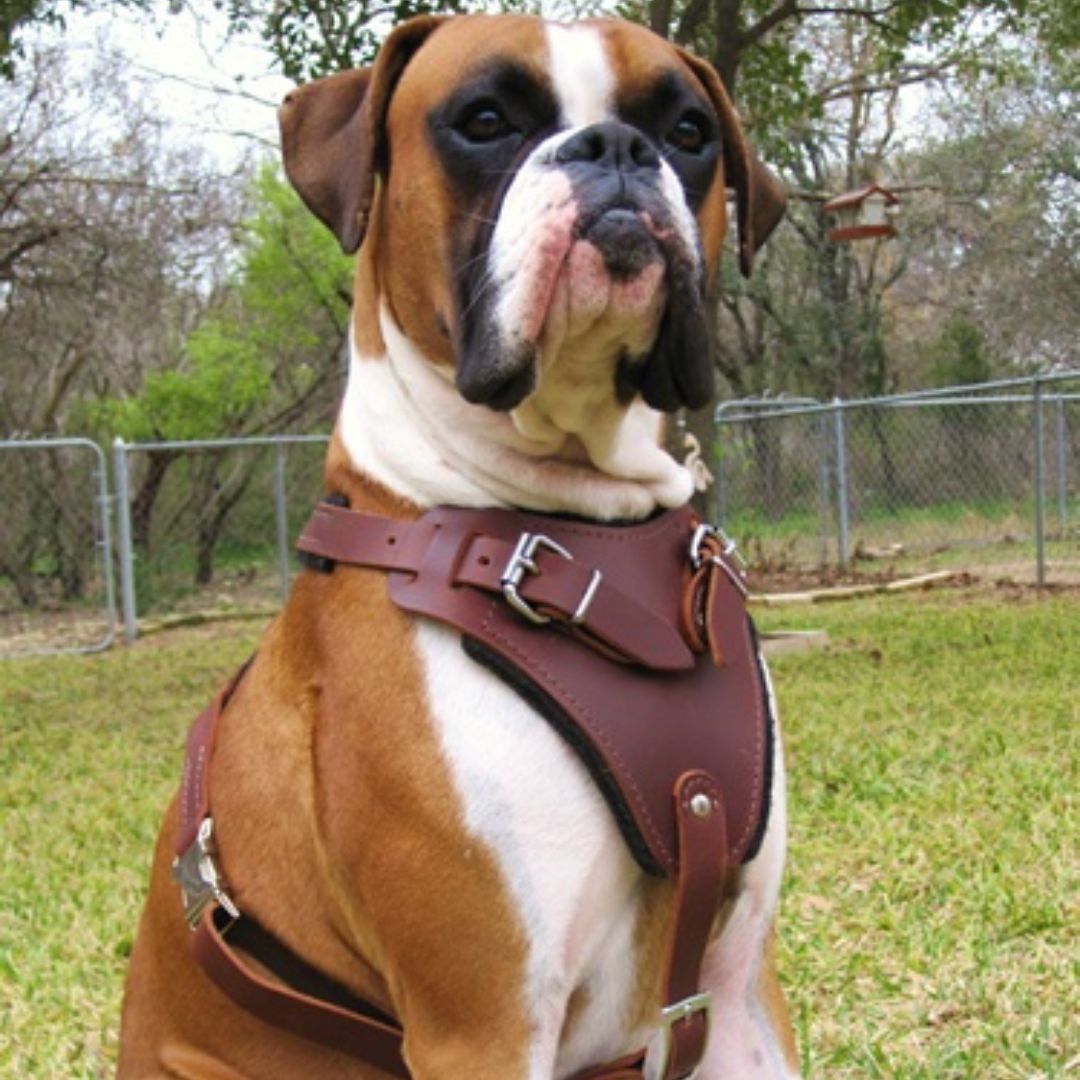 Professional Heavy-Duty Leather Dog Harness with Control Handle – Adjustable Full-Grain Leather Harness