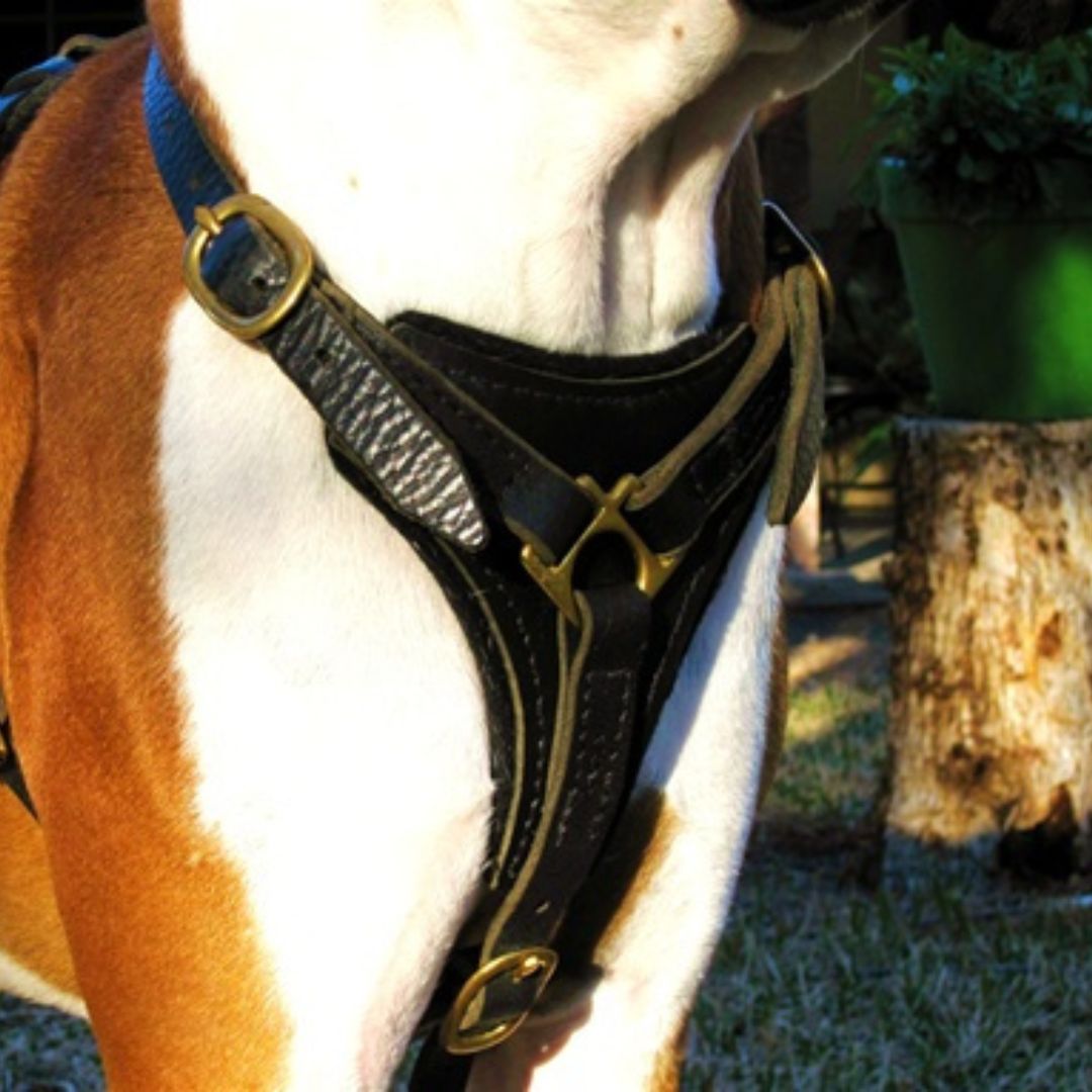 Elite Genuine Leather Dog Harness – Adjustable Padded Harness for Walking & Training