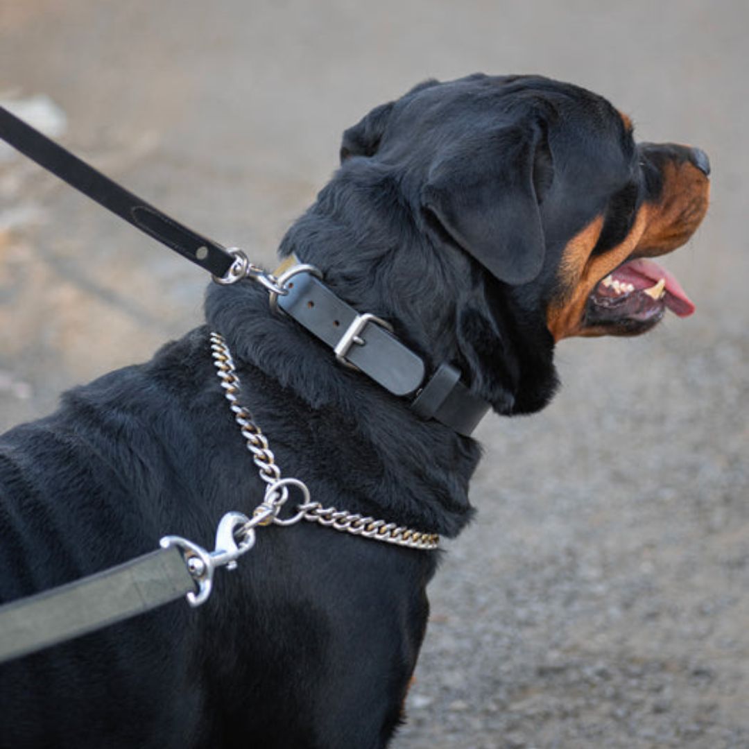 Classic Plain Genuine Leather Dog Collar – Handcrafted Full-Grain Leather Collar with Stainless Steel Hardware