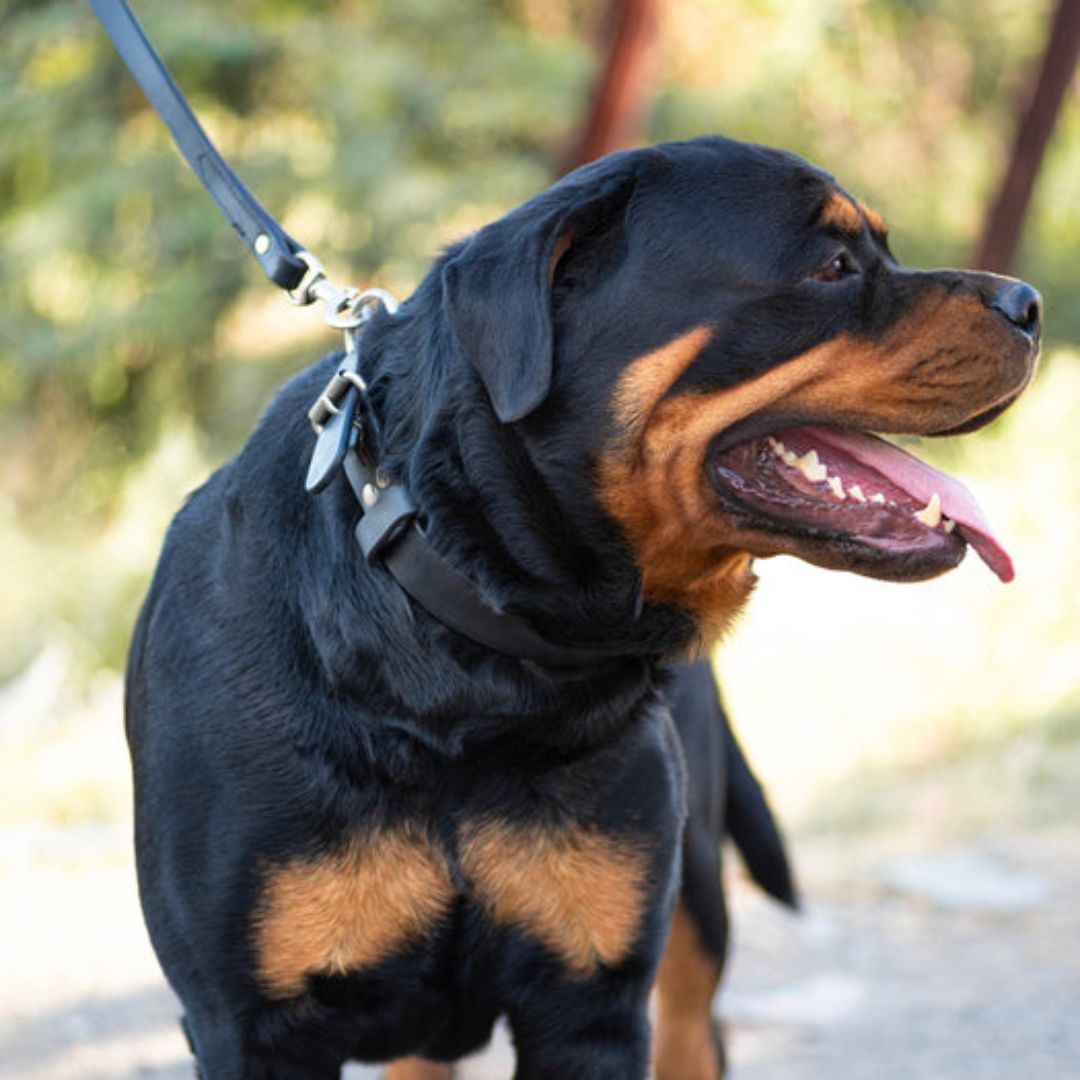 Classic Plain Genuine Leather Dog Collar – Handcrafted Full-Grain Leather Collar with Stainless Steel Hardware