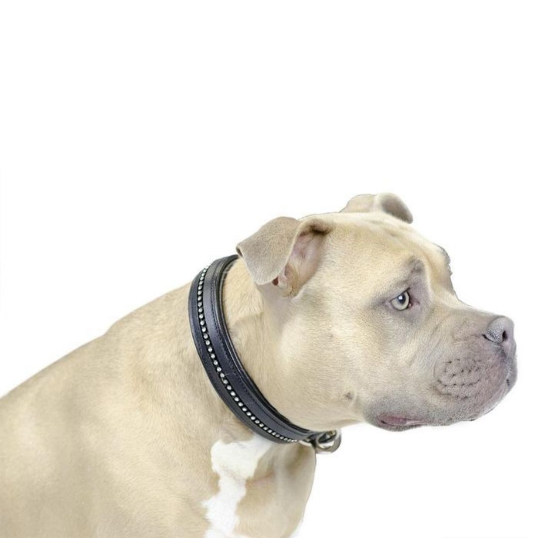 Handcrafted Crystal Padded Leather Dog Collar – Genuine Leather with Premium Hardware