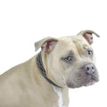 Handcrafted Padded Fancy Stitch Leather Dog Collar – Genuine Leather with Stainless Steel Hardware