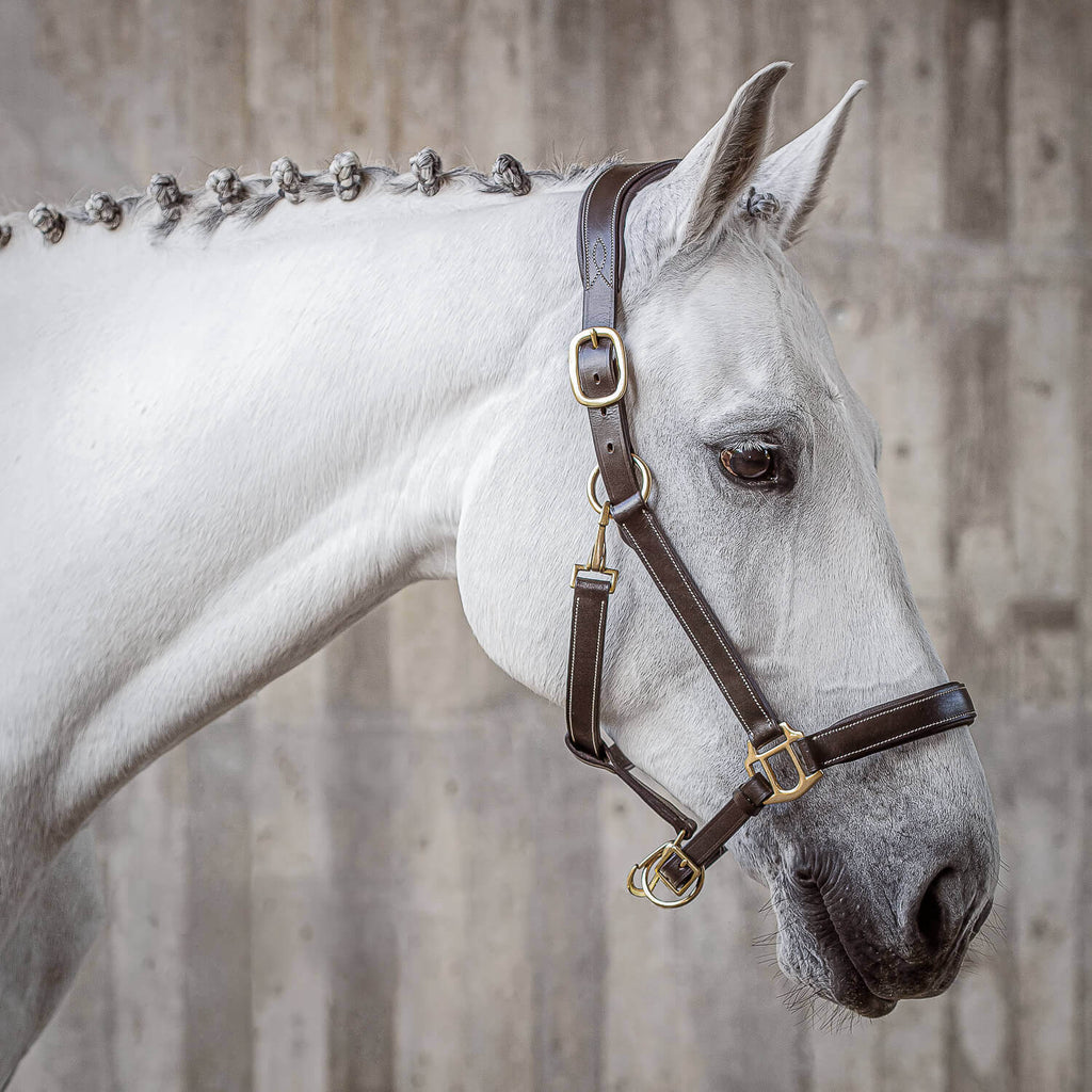 Premium Anatomical Leather Horse Halter Set – Padded Adjustable Headcollar with Matching Lead Rope & Solid Brass Hardware