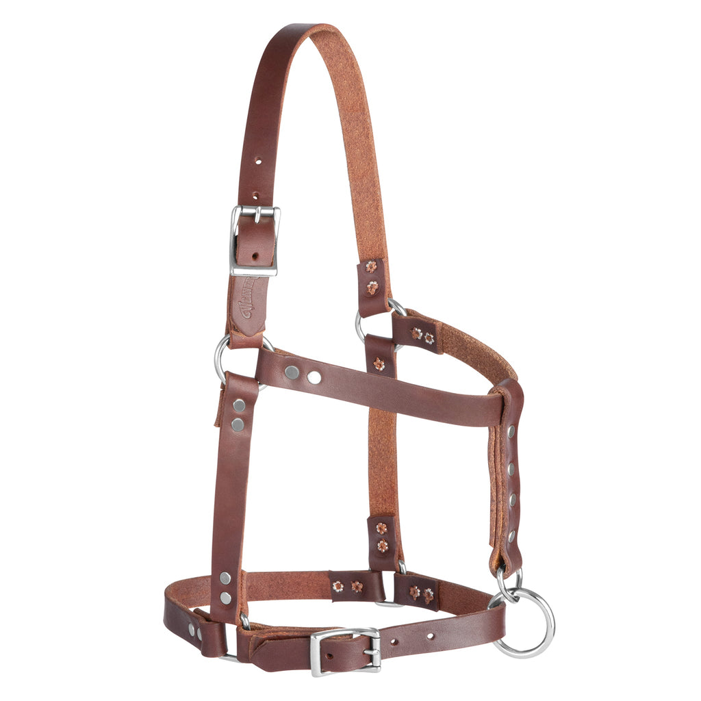 Premium Riveted Leather Horse Halter – Adjustable Padded Headcollar with Solid Brass Hardware